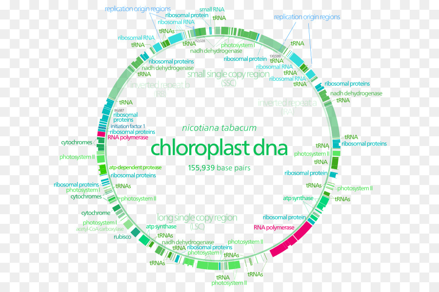 Plastome Chloroplasten Nicht kodierenden DNA Cell - Transkriptionsfaktor