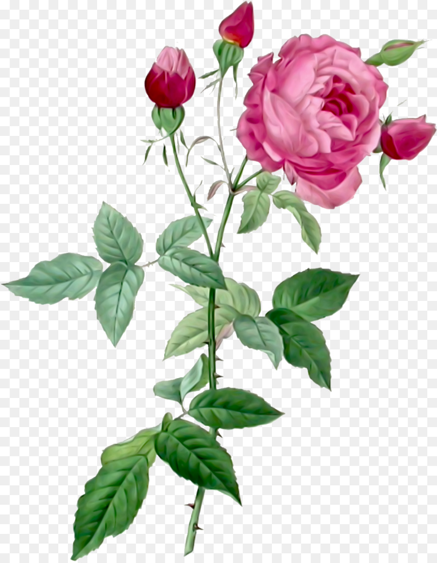 Pierre-Joseph Temuto (1759-1840) rose Fiori Il libro completo di 169 Temuto rosa rosa inglese - fiori
