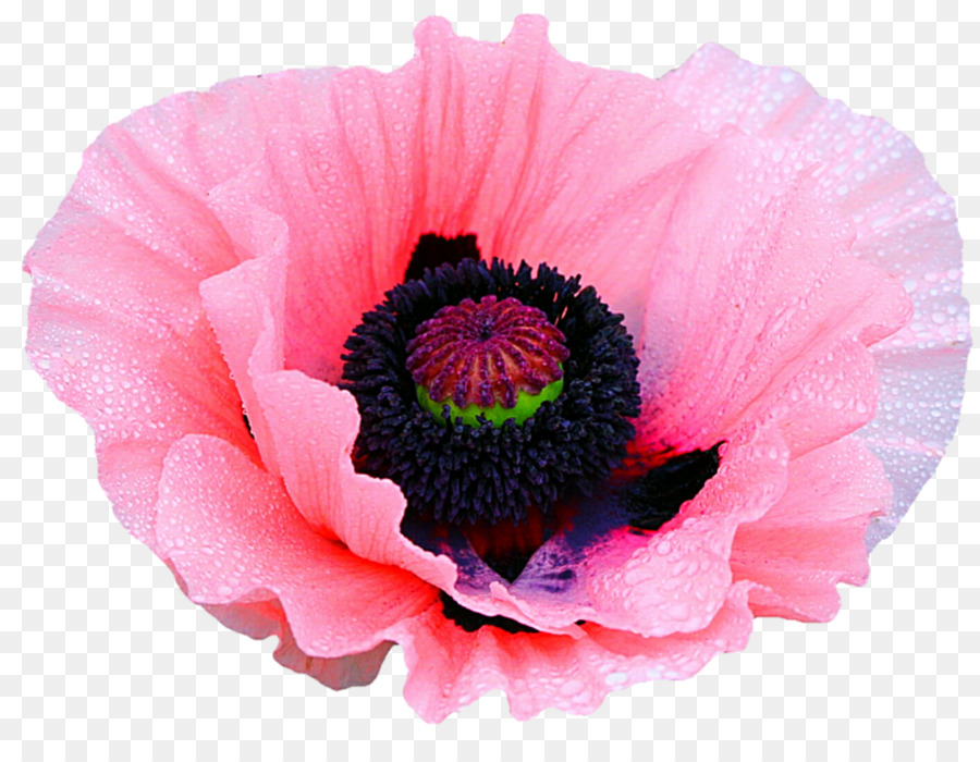 Poppy Hoa Clip nghệ thuật - thuốc phiện màu hồng