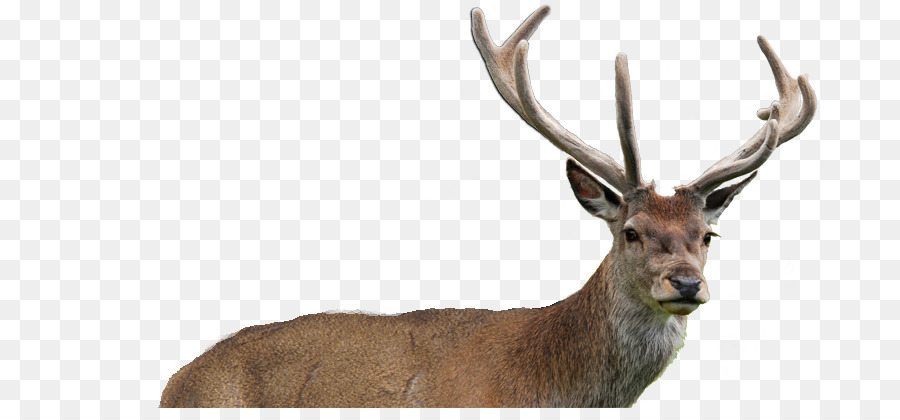 Elch White-tailed deer DR Ultra Tier - Hirsch horn