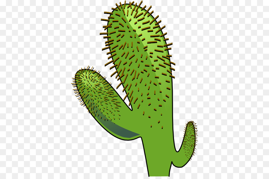 Cactus Cartoon png download - 426*593 - Free Transparent Cactaceae png  Download. - CleanPNG / KissPNG