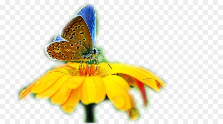 Schmetterling Insekt Desktop Wallpaper Evolution der Schmetterlinge - Schmetterling