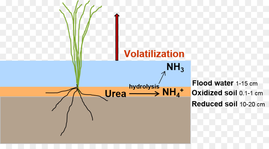 La volatilizzazione del Suolo volatilizzazione dell'Ammoniaca da Azoto ureico - Il Raccolto Del Riso