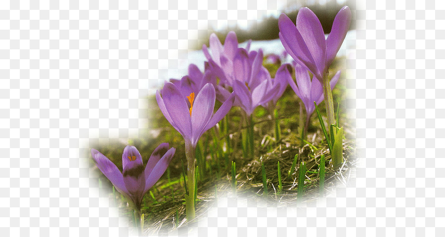Frühling Ostern Blume - Blumen Frühling
