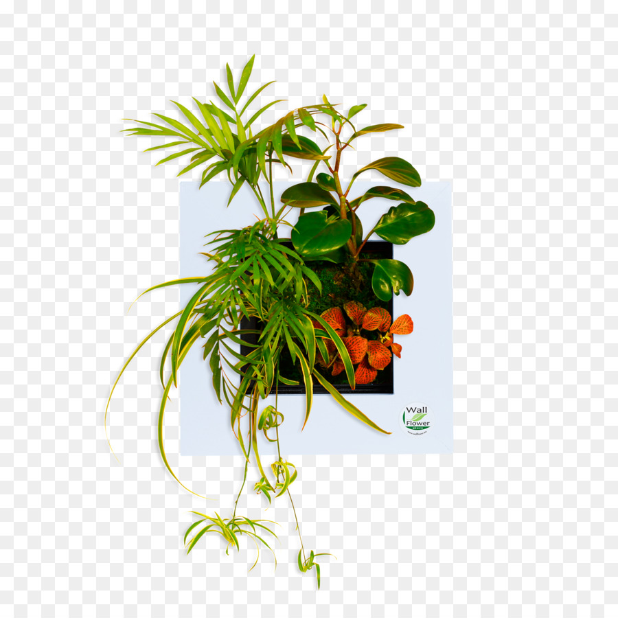 Blatt, Blumentopf, Zimmerpflanze Pflanze, Stängel Kraut - Blatt