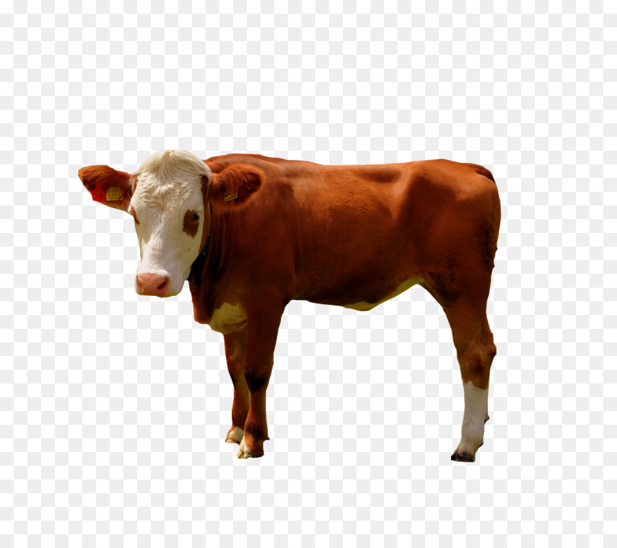 Bò sữa Bê Ox Bull - dầu động vật