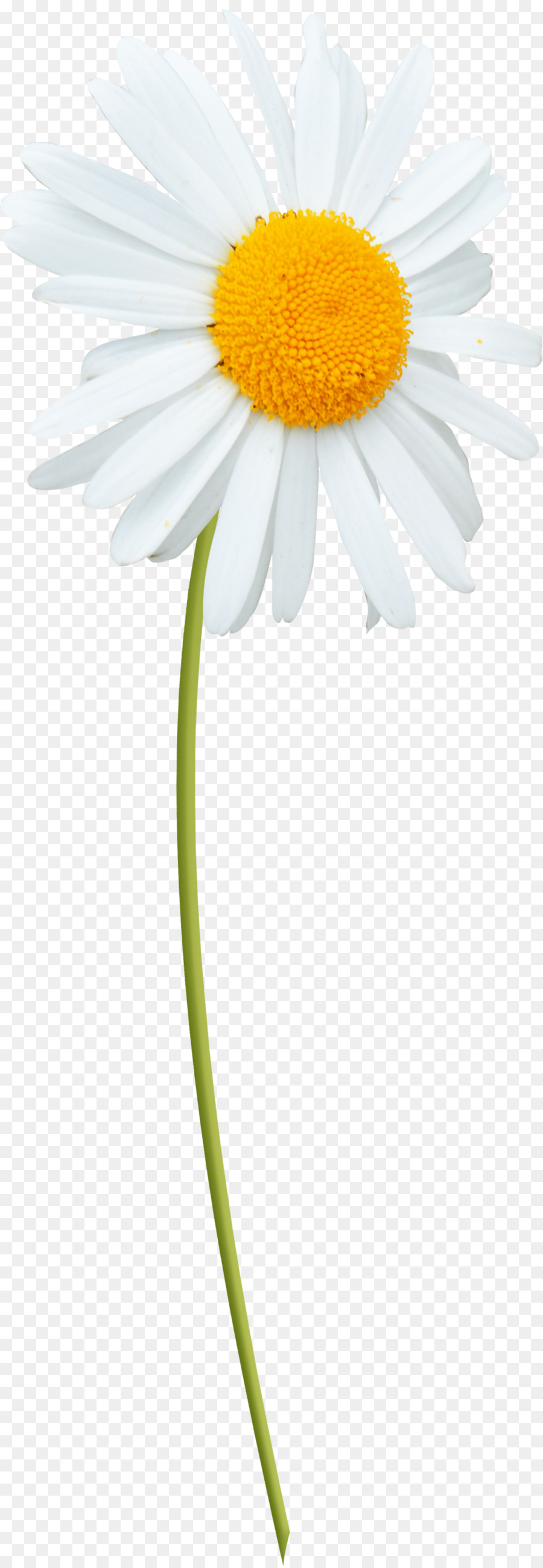 Oxeye daisy Marguerite daisy La mã hoa cúc Transvaal daisy, Daisy gia đình - Daisy