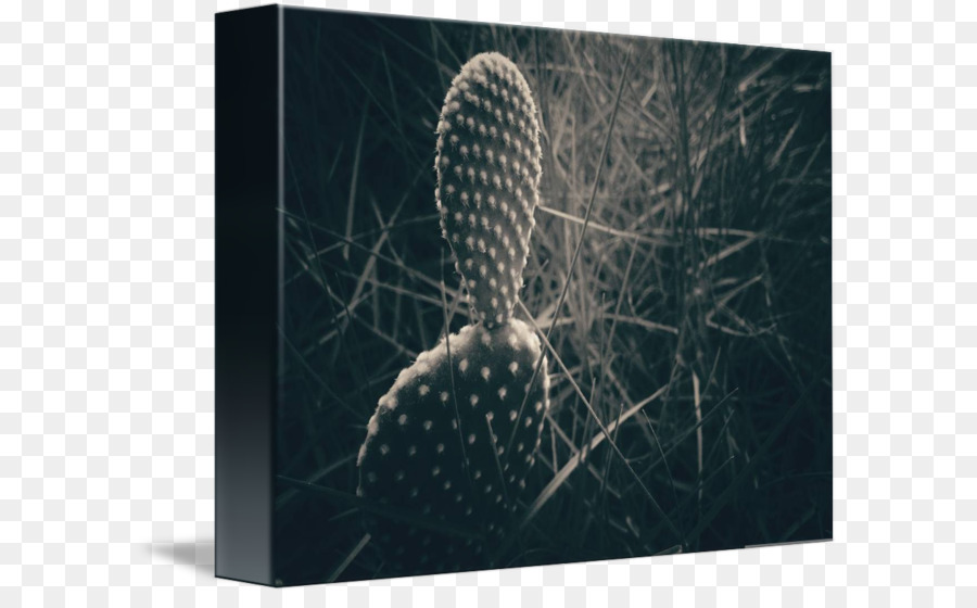 Stock Fotografie Organismus - Kaktus Leinwand