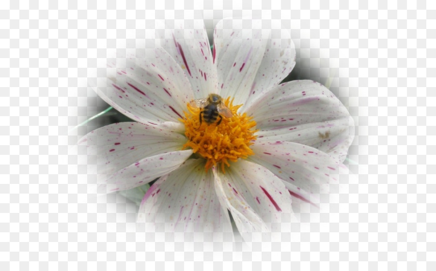 Honig Biene Nektar Desktop hintergrund Close up - Biene