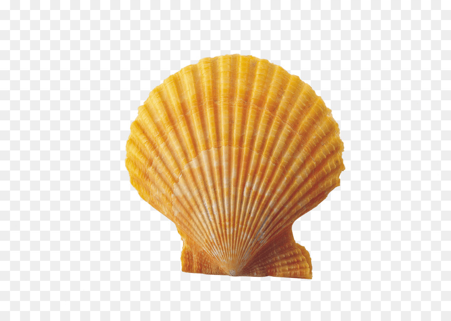 seashell png