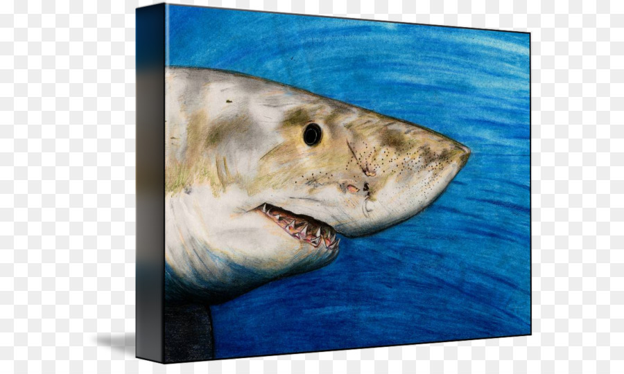 Grande squalo bianco Requiem squali Fauna di Acqua - squalo