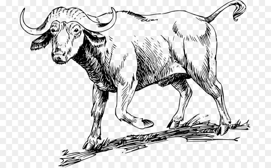 Bufalo d'acqua Disegno di bufalo Africano Clip art - altri
