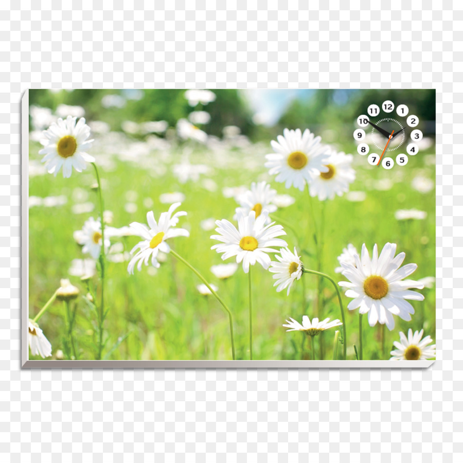 Desktop Wallpaper Blume, die Gemeinsame daisy-Grün-Tapete - Schlaganfall line