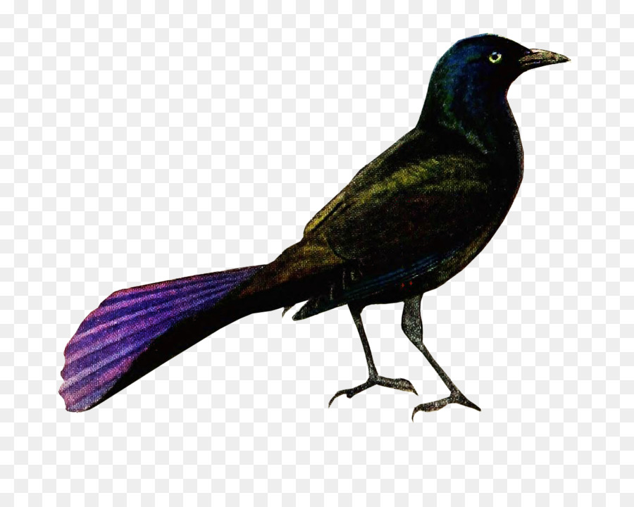 Nuova Caledonia, corvo molothrus ater Americano corvo Comune grackle - uccelli e insetti