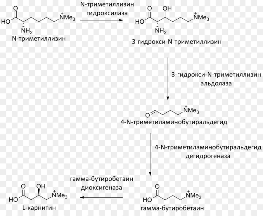Levocarnitina Meldonium Gamma-butyrobetaine diossigenasi Biosintesi Sintesis - Biosintesi