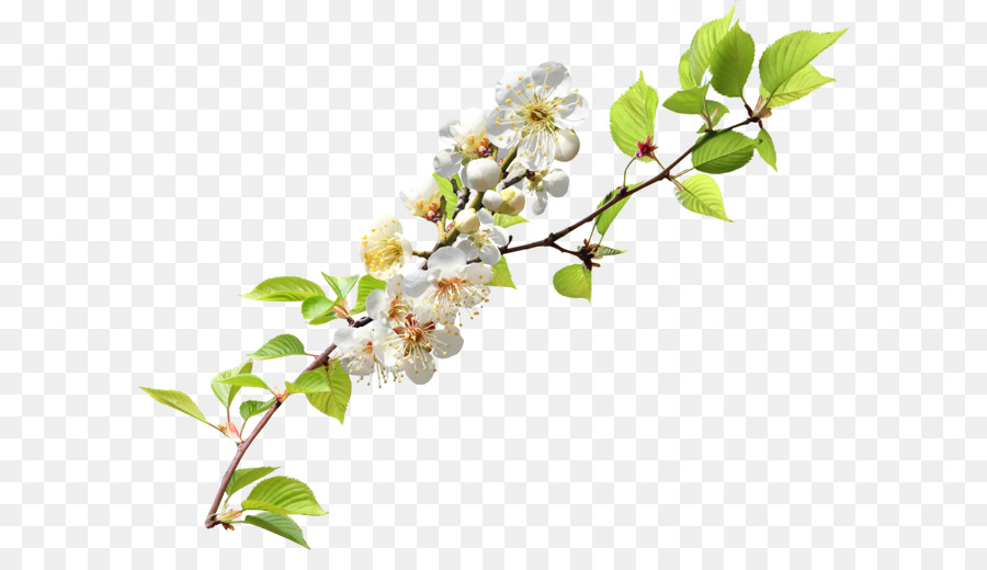 Zweig Blossom Branch clipart - Kirschblüte