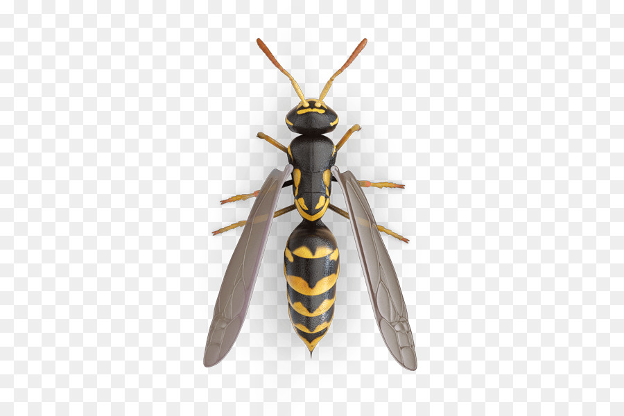 Hornet Vero bug Triatoma dimidiate la malattia di Chagas Triatoma rubida - calabrone, insetto