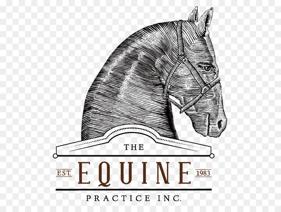Mustang Hengst Join up Doma gentile Equine nutrition - Mustang
