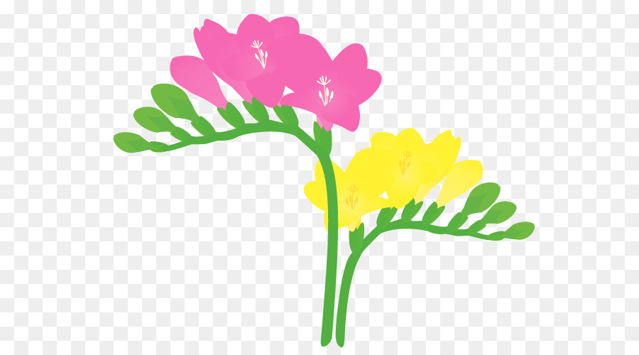 Di petali di Fresia fiori recisi, Piante - flora fauna serenella