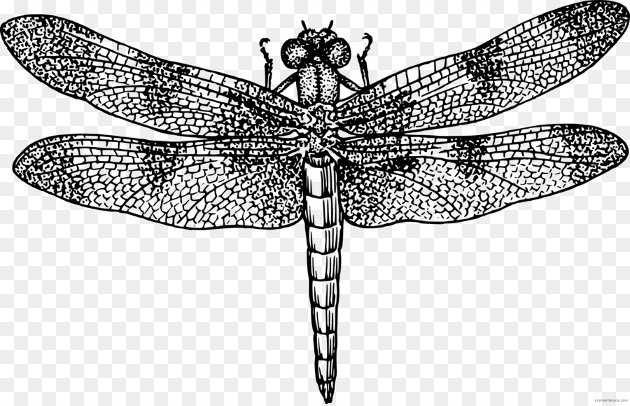 Insekt, Flügel, Libelle Zeichnung Clip art - Insekt