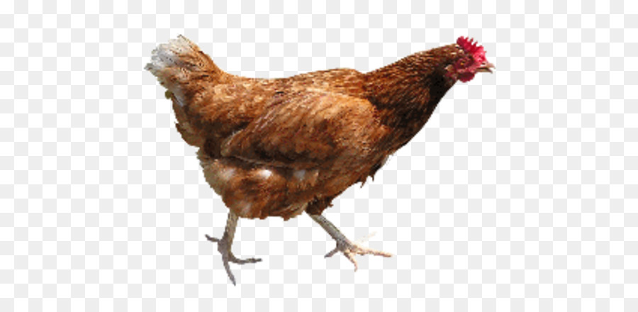 Fried chicken Broiler Huhn als Lebensmittel - Hühnerfleisch
