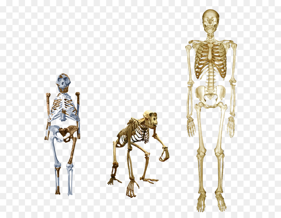 Scimpanzé Homo sapiens Australopithecus afarensis Dopo lo scheletro di Lucy - scheletro