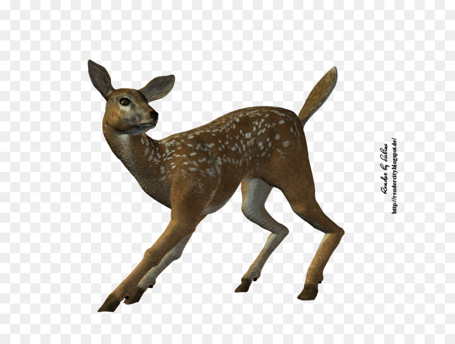 Whitetailed Deer Deer