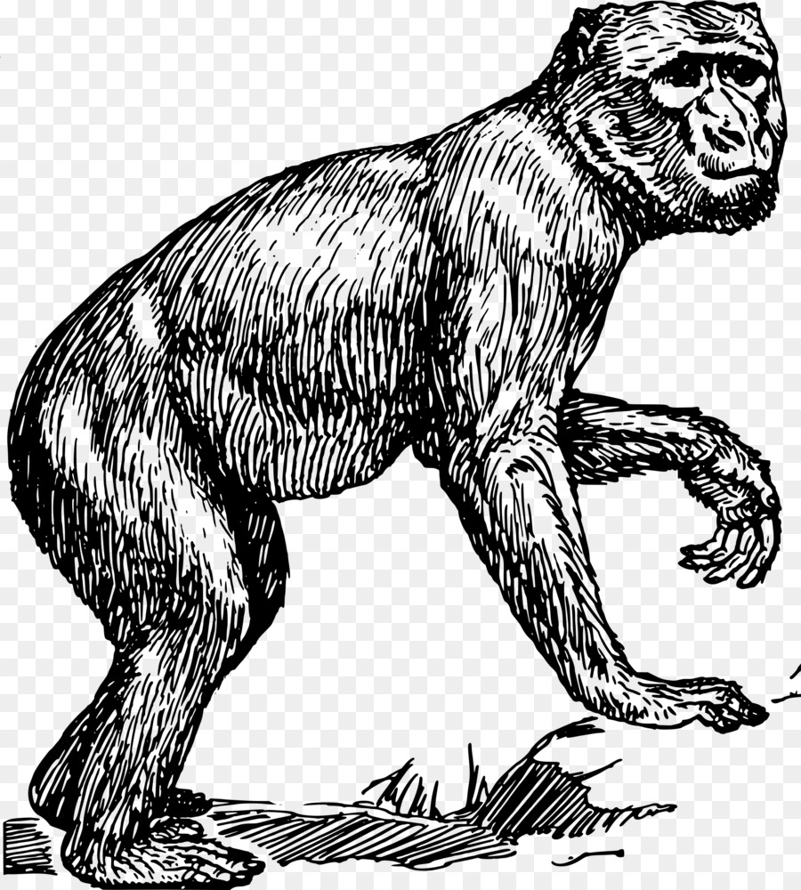 Primaten Gorilla-Schimpanse-Affe-Barbary macaque - Gorilla