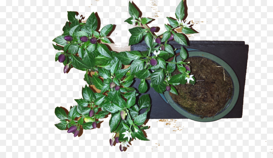 NuMex Twilight Chili Pfeffer, Obst Bonsai Stile - Chili pflanze