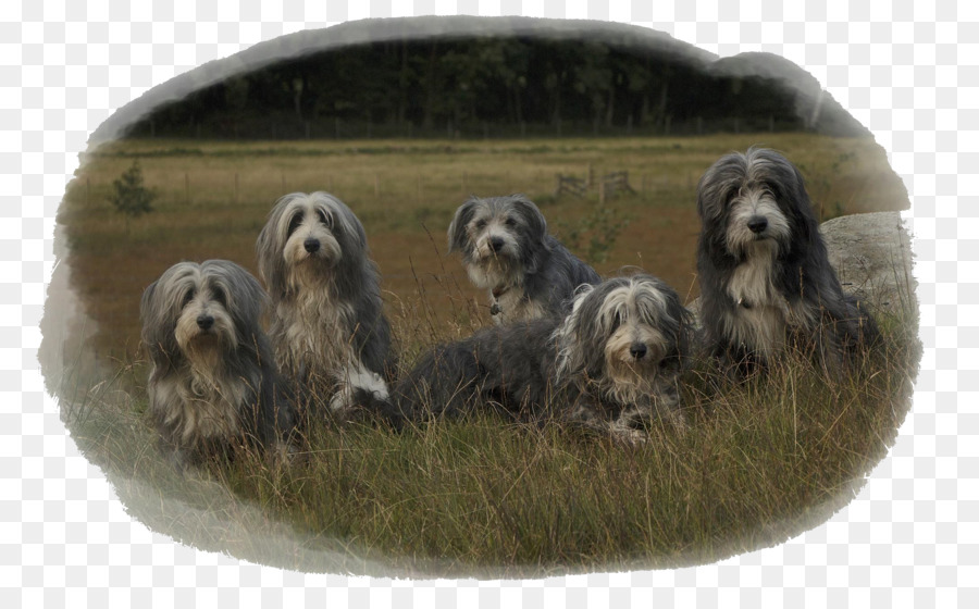 Dandie Dinmont Terrier Otterhound Tibetischer Terrier Glen Petit Basset Griffon Vendéen - Colliejungen