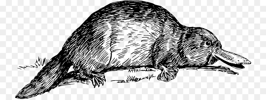 Perry das Schnabeltier Ratte Biber Schnabel - Ratte