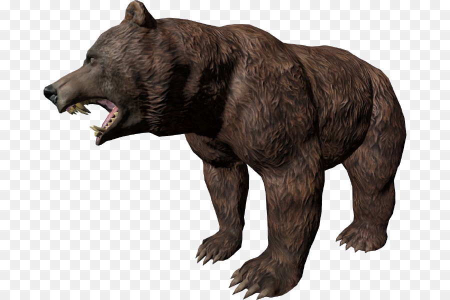 Con gấu trúc Mỹ gấu đen Đánh voi châu Á - Gấu