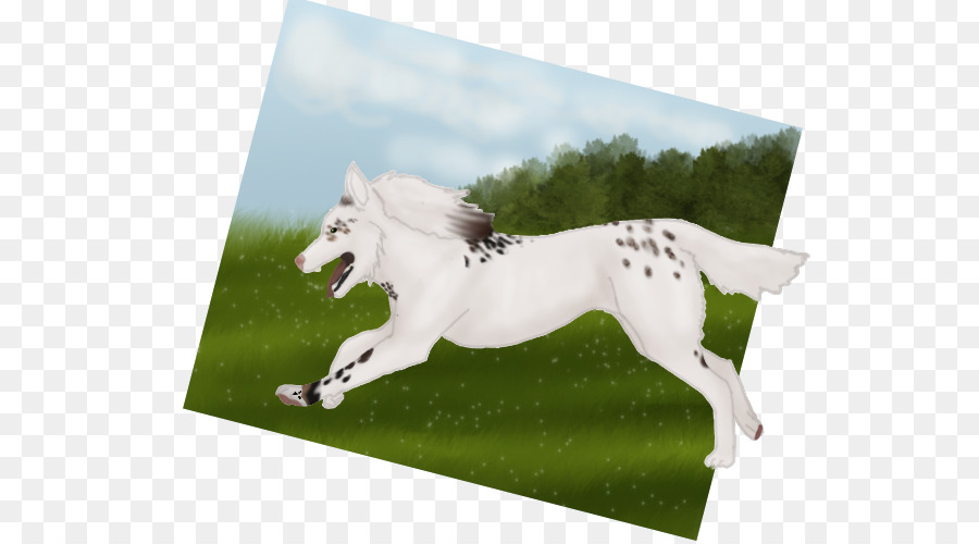 Stallion Mustang Mare Horse Tack Naturismo - mustang