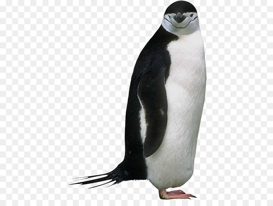 Re pinguino Animale Clip art - Pinguino