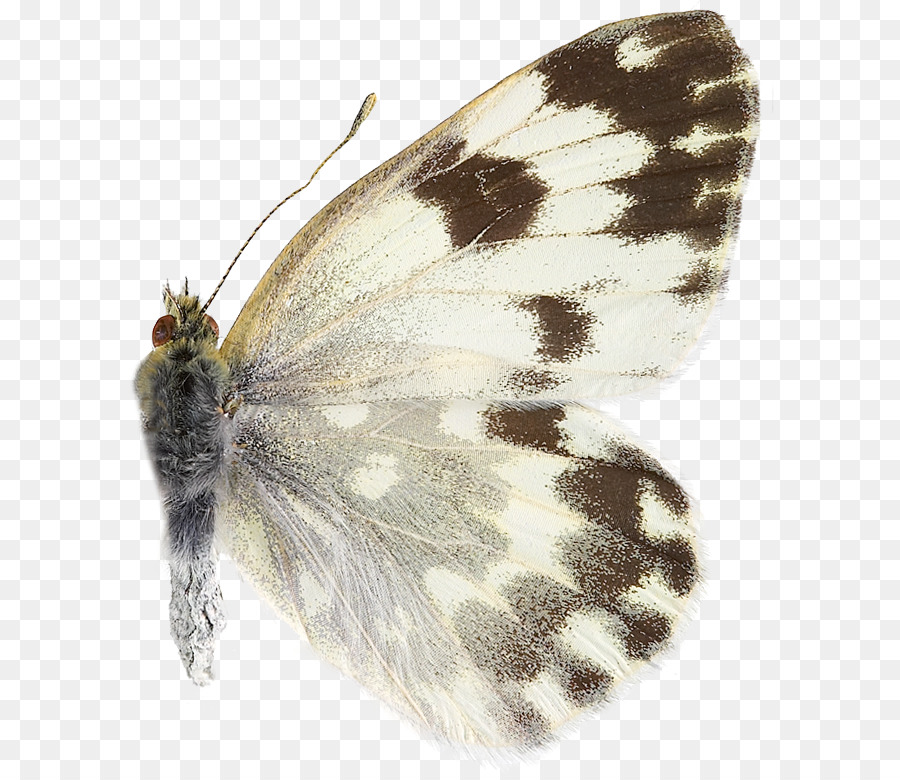Spazzola zampe farfalle Pieridae Gossamer ali di farfalle, Falena, Farfalla - farfalla