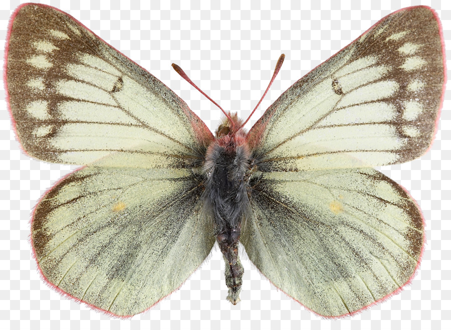 Offuscato gialli Pennello zampe farfalle del Baco da seta Impalpabile alato farfalle Pieridae - farfalla