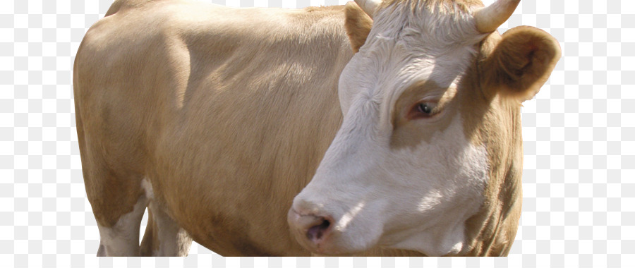 Taurina bestiame Vitello bovino da Latte di Capra - Toro