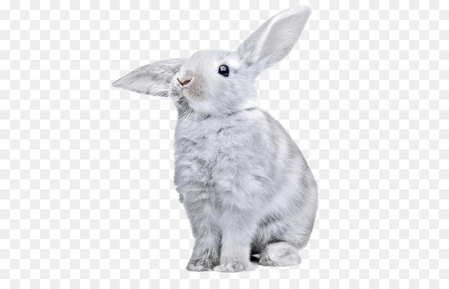 Lepre Europea coniglio coniglio - coniglio