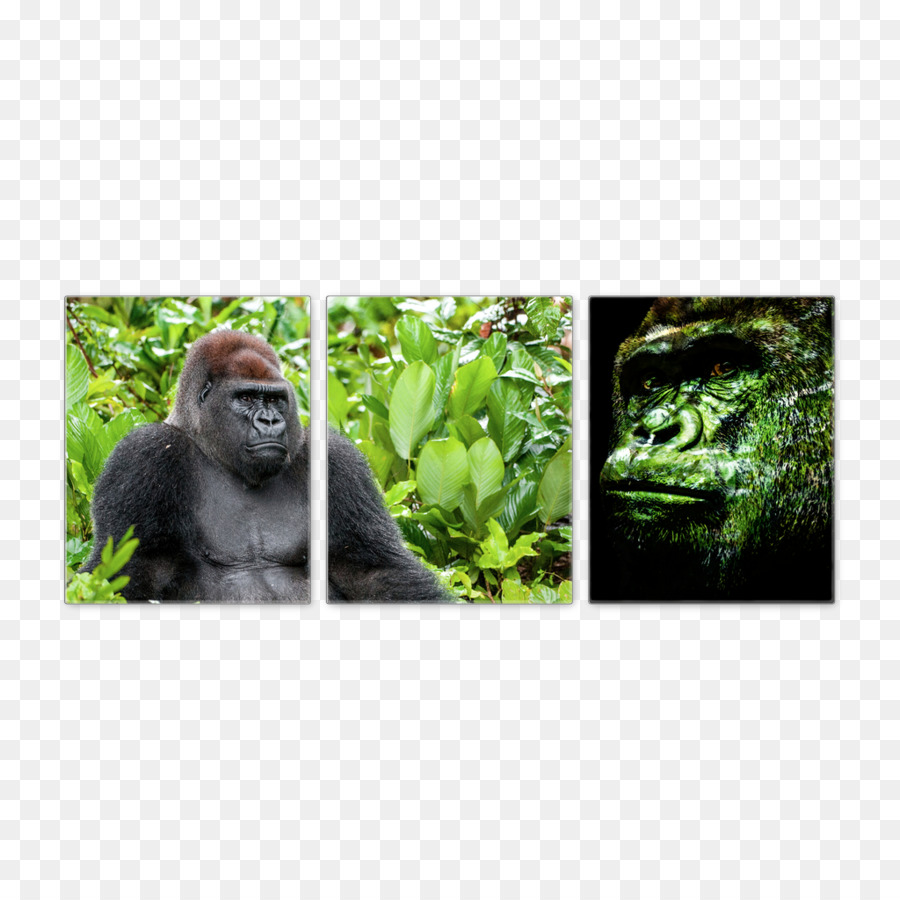 Gorilla Tierwelt Terrestrial animal Ape - Gorilla