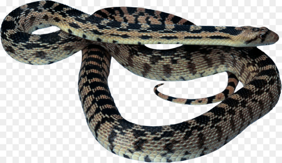Vipere Serpente Rettile Clip art - serpente