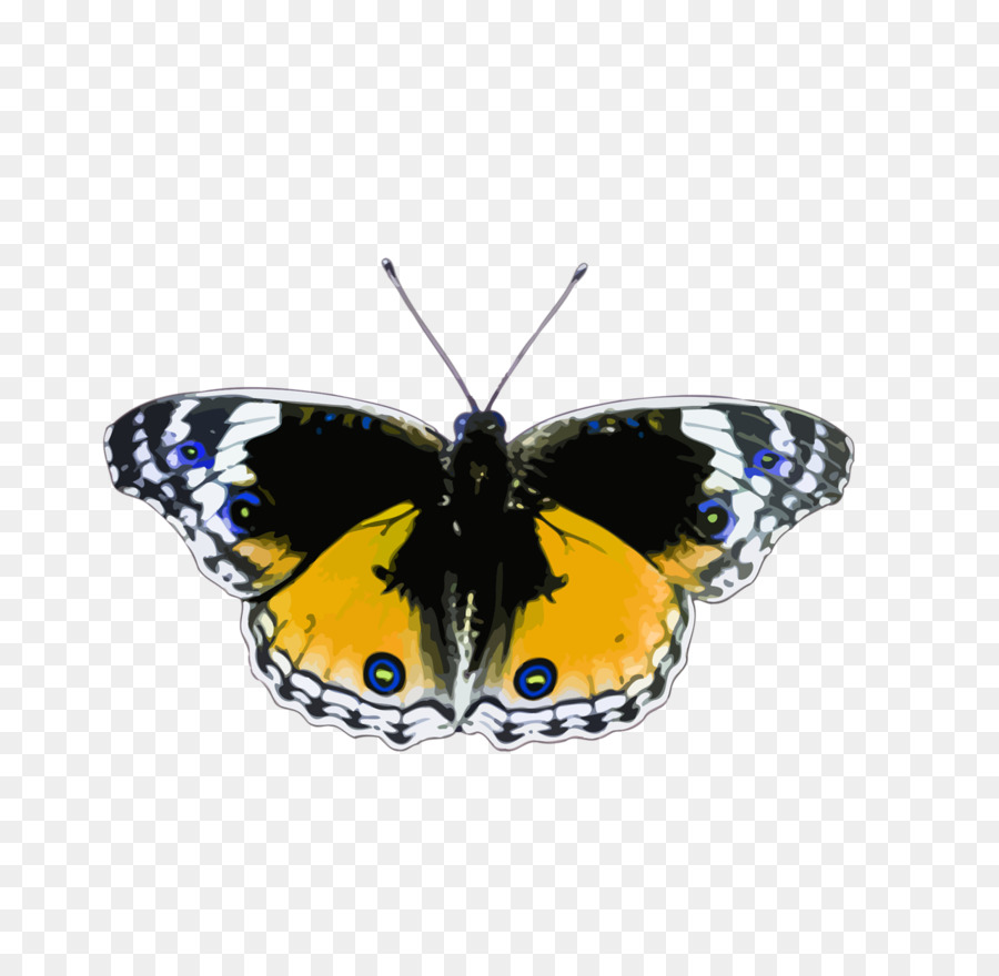 Bướm Côn trùng Clip nghệ thuật - bướm