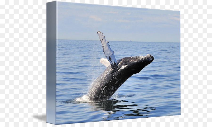 Buckelwal-Grau Wale Cetacea Einlass - Wal Grenze