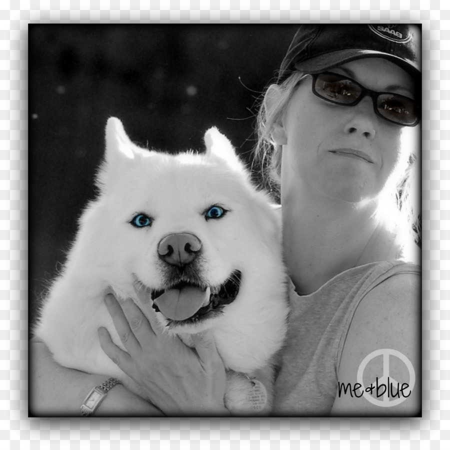 Sakhalin Husky American Eskimo Dog Siberian Husky Kanadischen Eskimo Hund Samojede Hund - blue wolf Kopf