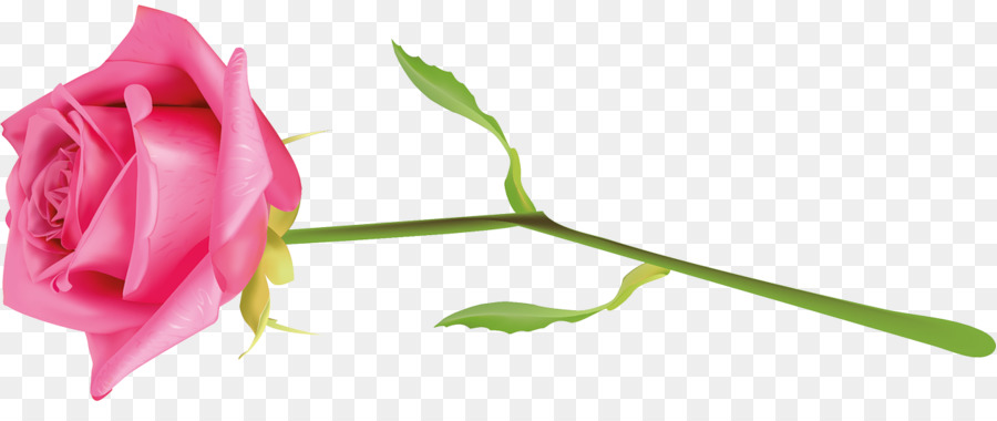 Garten, Rosen, Blume - Blume