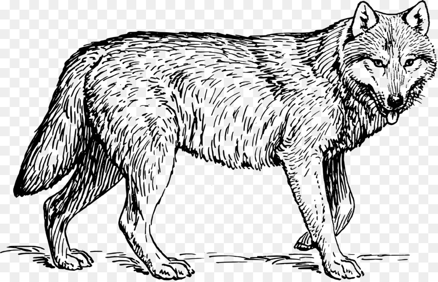 Cuốn sách màu Hổ Ngựa Sư tử con sói Xám - con hổ