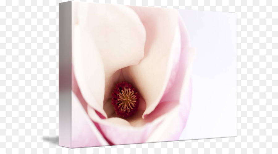 Labbro del primo piano - fiori di magnolia