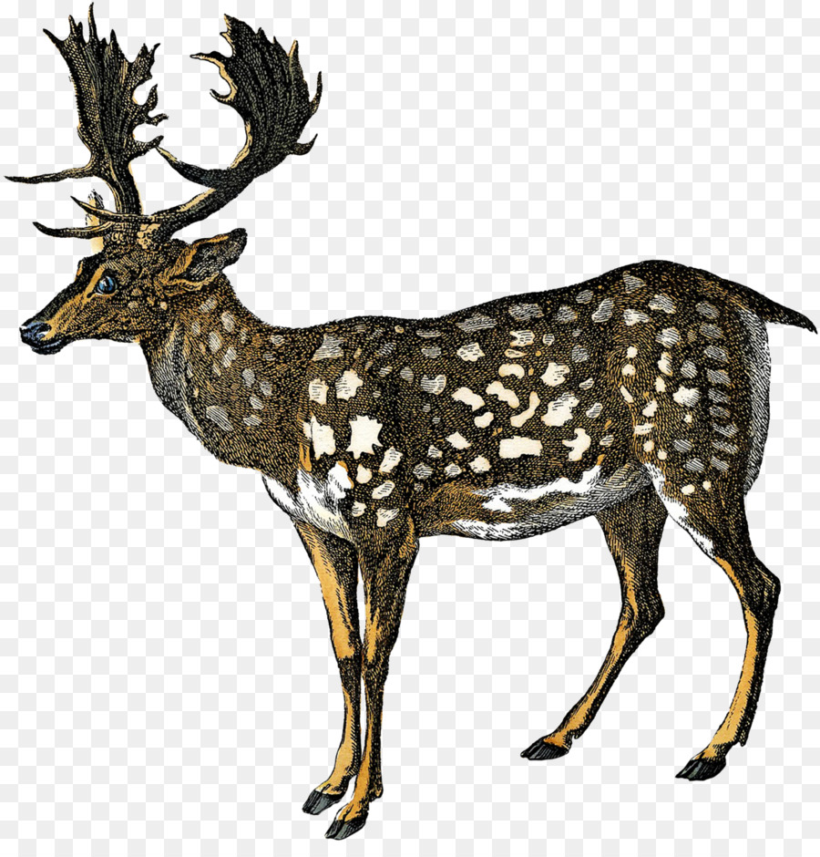 Rentier Elch White tailed deer Antler - Rentier