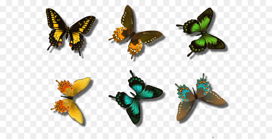 Spazzola zampe farfalle Insetti Яндекс.Фотки Farfalle e falene Articolo - insetto