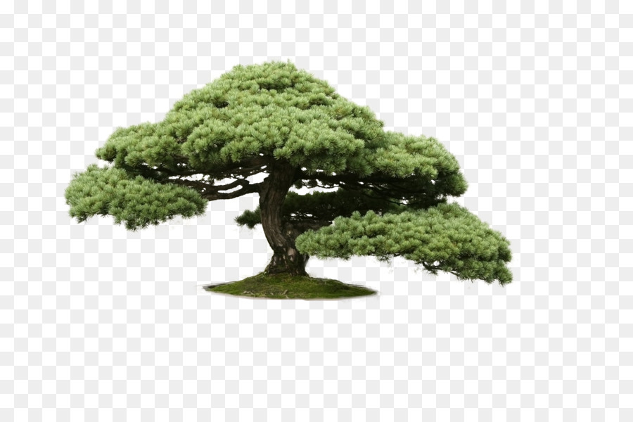 Indoor bonsai chinesische Ulme Zeder - Baum