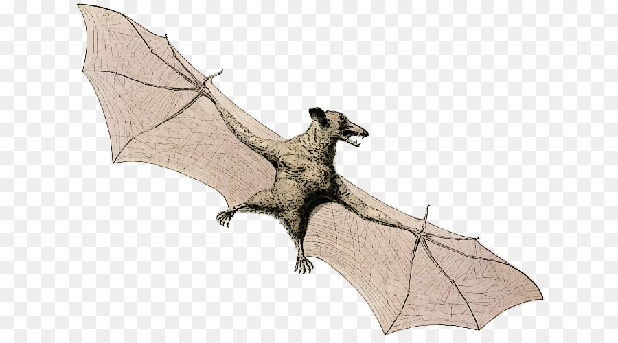 Bat volpi Volanti, Animale, Ape - pipistrello